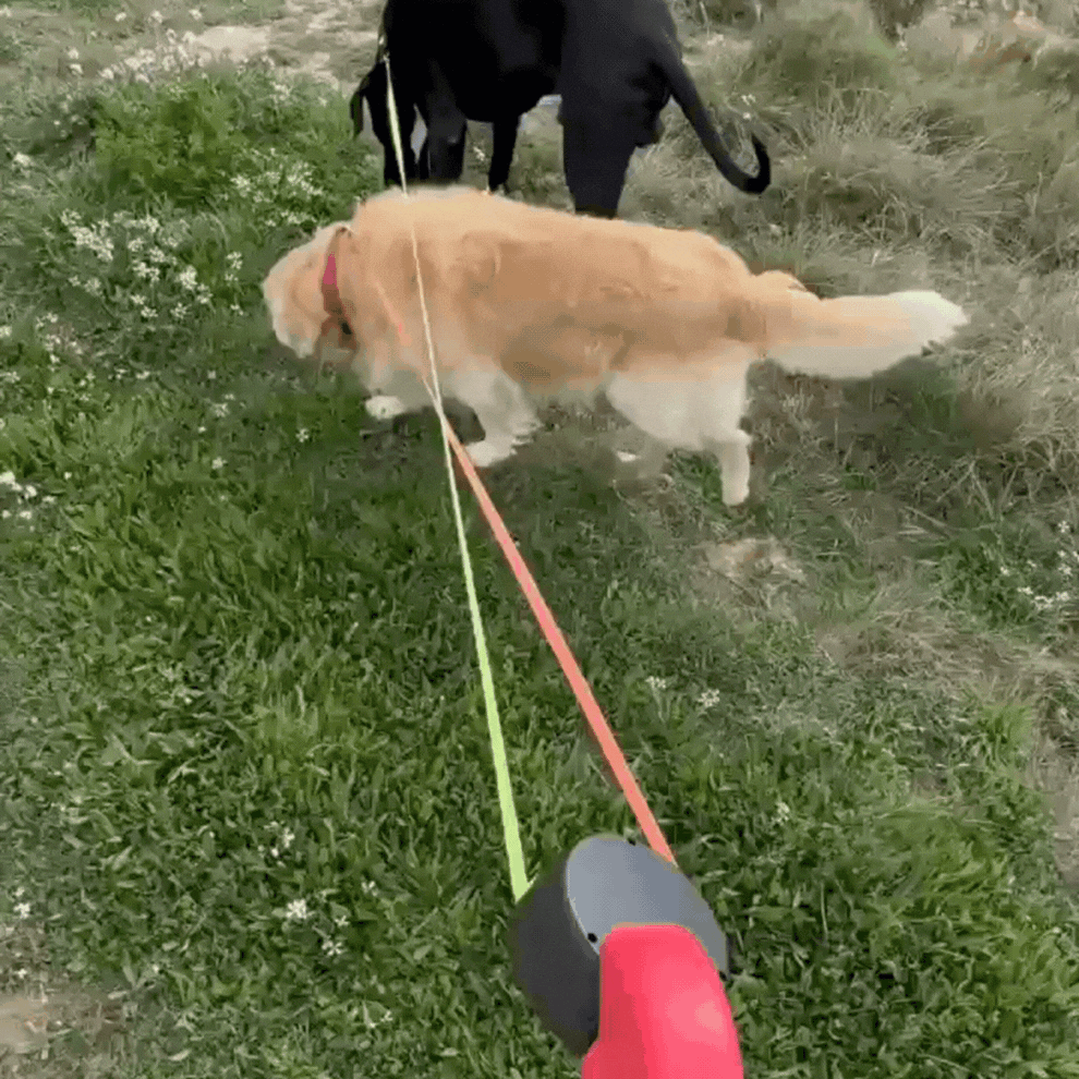 Retractable Dog Leash