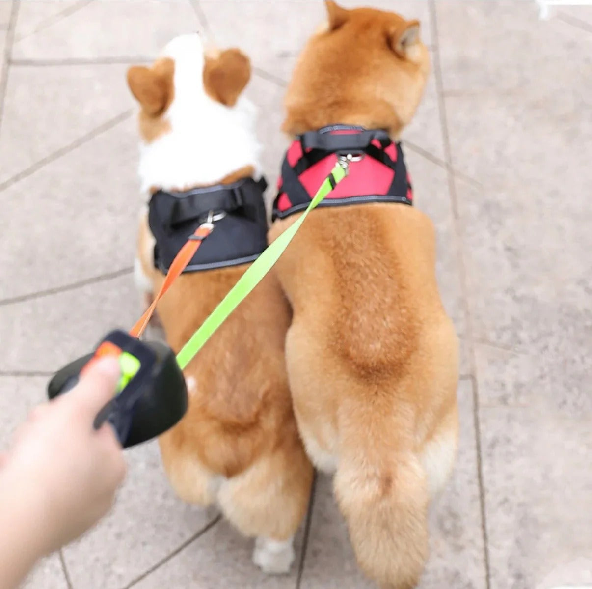 Retractable Dog Leash